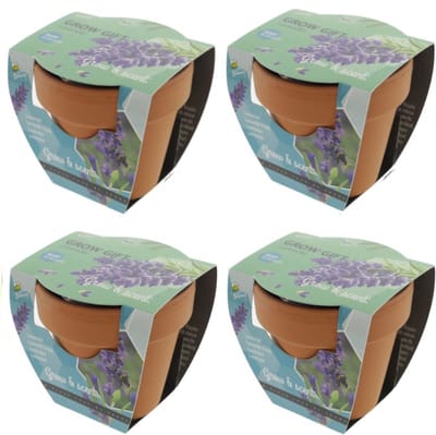 Lavendel - Grow Gift - 4 Minipotjes voor kweken van Lavendel