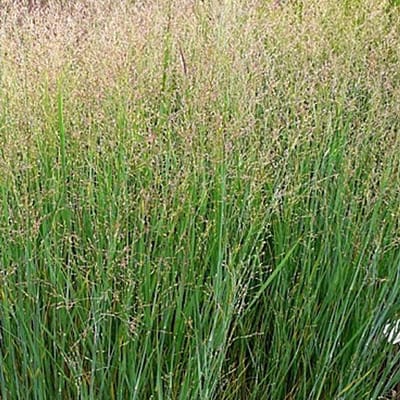 6 x Panicum Virgatum 'Heavy Metal' - Gierst - pot 9 x 9 cm - Prachtig Verkleurend Vingergras