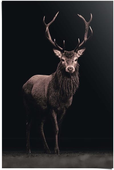 Poster Deer on Black - 91,5 x 61 - Papier - REINDERS