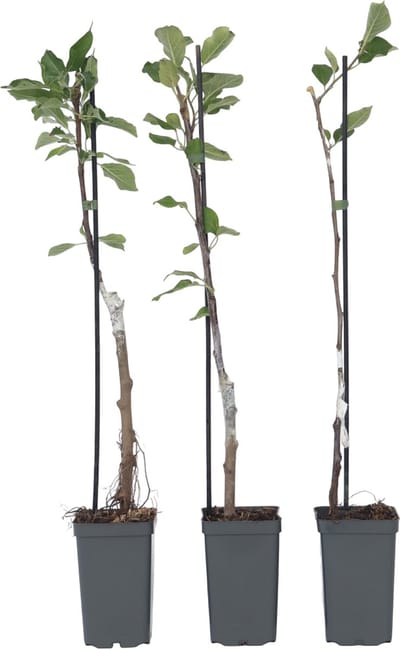 Plant in a Box - Appelbomen - set van 3 soorten - Malus 'Braeburn', 'Golden Delicious', 'Malus Gala' - fruitbomen - pot 9cm - hoogte 60-70cm