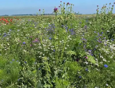 Renaissance - Veldbloemenmengsel meerjarig - 100gr. - Advanta