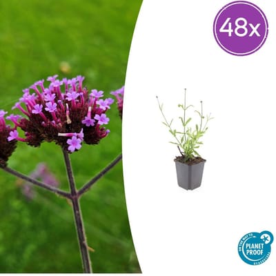 Tuinplantenshop.com | Verbena bon. 'Lollipop' | 48 stuks - Ø9cm - 10-25cm hoog - Tuinplant
