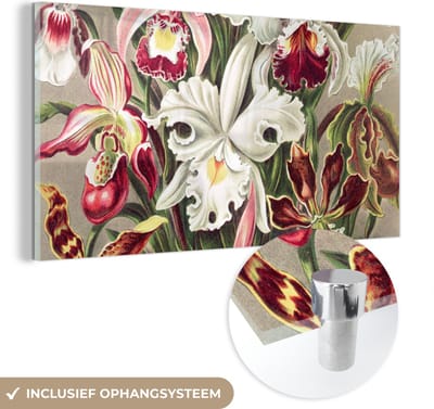 MuchoWow® Glasschilderij 40x20 cm - Schilderij acrylglas - Bloemen - Ernst Haeckel - Vintage - Orchidee - Foto op glas - Schilderijen
