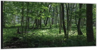 KuijsFotoprint - Schilderij - Groen Bos - Groen En Bruin - 100 X 200 Cm