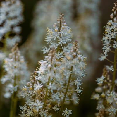 Perzisch schaduwkruid (Tiarella wherryi) - – Schuimbloem, Perzische muts - Vaste planten - bloeit in April / Mei