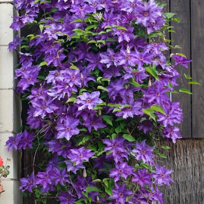 Bloomique - Clematis The President - Bosrank - Paars - Klimplanten - Tuinplanten - Winterhard - Hoogte 50-70 cm - Pot 15 cm
