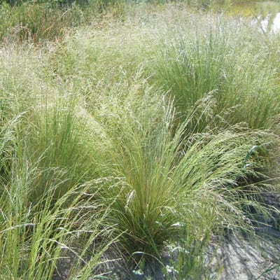 6x Poa labillardieri Pot 9x9cm - Prachtig planten voor in uw tuin