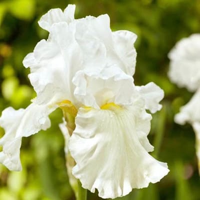 6 x Iris (G) 'Immortality' - Baardiris pot 9x9cm, witbloeiend en langbloeiend