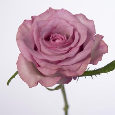20x Rosa thriller 60cm