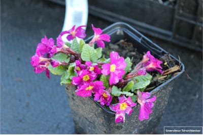 6x Sleutelbloem - Primula juliae 'Wanda' | 9x9 cm pot