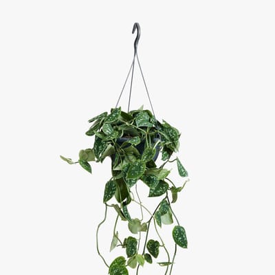 Scindapsus Pictus 'Argyraeus' - Hoogte 40cm - Pot 15cm