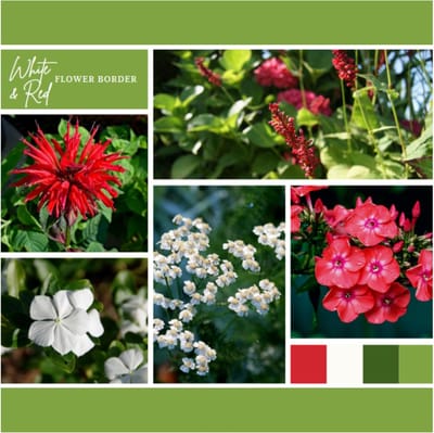 Borderpakket Wit en Rood (6 planten: 1m²) - Bijen-Vlinders - Snijbloemen - Vaste planten - bloeit in Oktober / Juli / Augustus / September