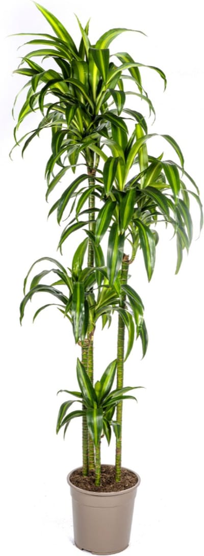 Plantenboetiek.nl | Dracaena Deremensis Hawaiian Sunshine - Ø27cm - 170-190cm hoog - Kamerplant - Groenblijvend