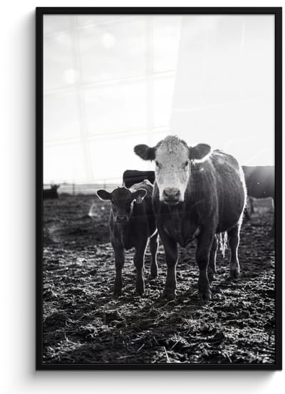 Poster in lijst - Fotolijst 80x120 cm - Posters - Koeien - Zwart - Wit - Posterlijst zwart - Decoratie - Wanddecoratie woonkamer - Muurdecoratie slaapkamer