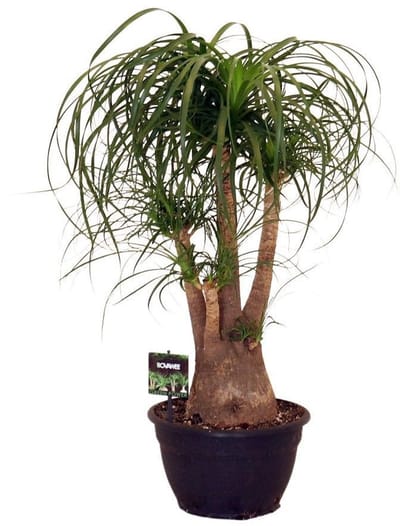 Beaucarnea Recurvata vertakt 80 cm – Kamerplant – Vers Van De Kweker – Olifantspoot – Potmaat Ø26 cm