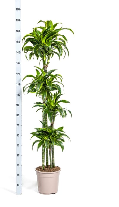 Dracaena Deremensis Dorado Ø27cm - 180cm