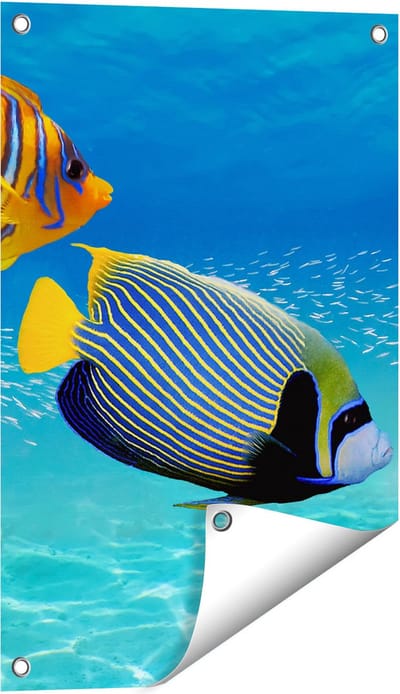 Gards Tuinposter Twee Tropische Vissen in de Rode Zee - 40x60 cm - Tuindoek - Tuindecoratie - Wanddecoratie buiten - Tuinschilderij