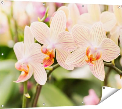 Gards Tuinposter Gestreepte Witte Orchidee Bloemen - 120x90 cm - Tuindoek - Tuindecoratie - Wanddecoratie buiten - Tuinschilderij