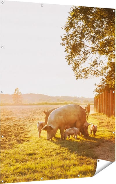 Gards Tuinposter Varken Familie - Varkens - 120x160 cm - Tuindoek - Tuindecoratie - Wanddecoratie buiten - Tuinschilderij