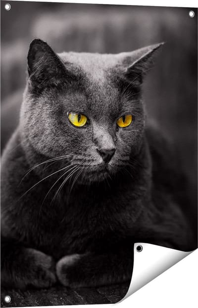 Gards Tuinposter Zwarte Kat met Gele Ogen - 60x80 cm - Tuindoek - Tuindecoratie - Wanddecoratie buiten - Tuinschilderij