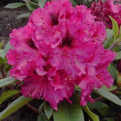 Rhododendron 'Marie Forte' 40-50 cm pot