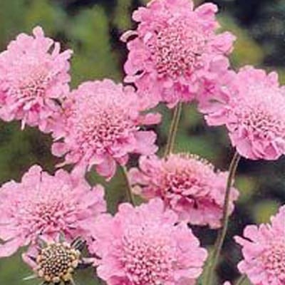 6 x Scabiosa Columbaria 'Pink Mist' - Duifkruid pot 9x9cm - Zachte roze bloemen, aantrekkelijk voor vlinders