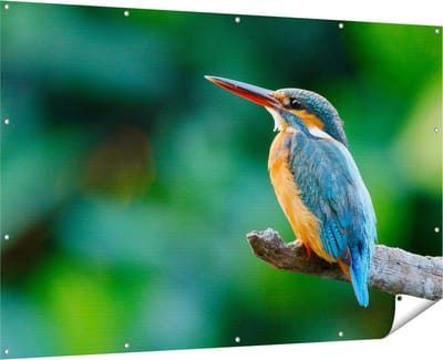 Gards Tuinposter Blauw Oranje IJsvogel op een Tak - 180x120 cm - Tuindoek - Tuindecoratie - Wanddecoratie buiten - Tuinschilderij