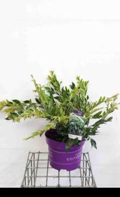 Distylium myr. 'Vintage Jade'® - Distylium 40- 50 cm in pot