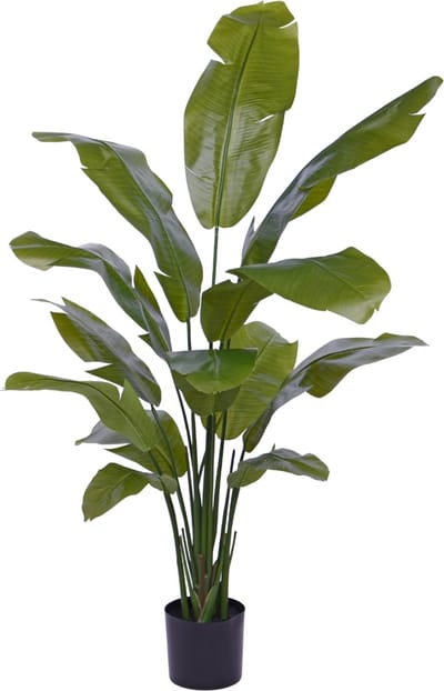 Traveller Palm promo 160cm
