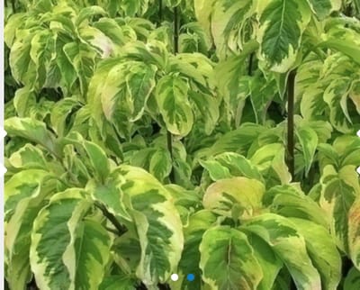 Cornus Florida 'Rainbow' - Amerikaanse Kornoelje 60 - 80 cm in pot