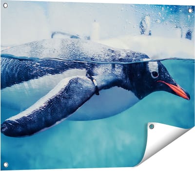 Gards Tuinposter Pingu�n Zwemt in het Water - 80x60 cm - Tuindoek - Tuindecoratie - Wanddecoratie buiten - Tuinschilderij