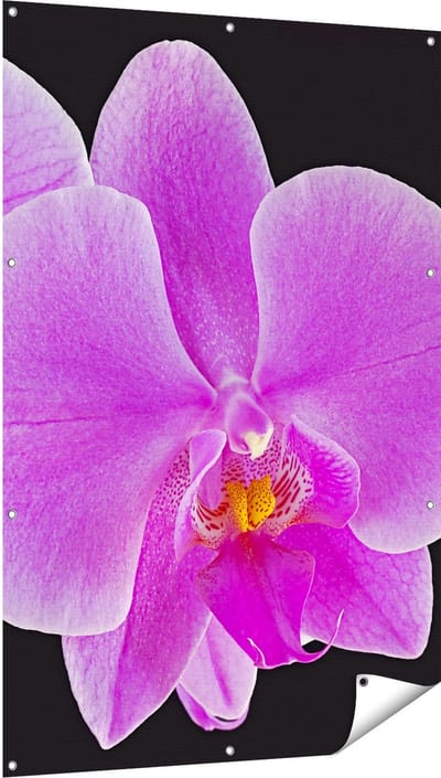 Gards Tuinposter Licht Paarse Orchidee - Bloem - 100x150 cm - Tuindoek - Tuindecoratie - Wanddecoratie buiten - Tuinschilderij