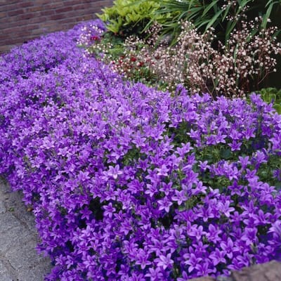 12 x Klokjesbloem Paars 'Catharina' - Wintergroene Bodembedekker - Campanula portenschlagiana Catharina in 9x9 pot met hoogte 0-10cm