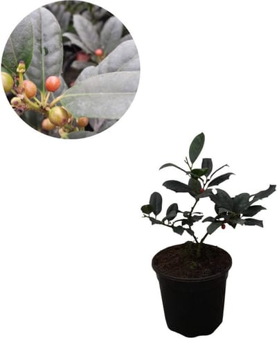 Amerikaanse Hulst | Ilex 'Nellie R Stevens' | Decoratief!
