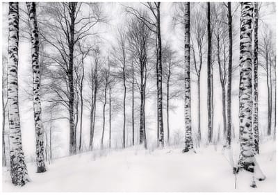 WALLARENA - Fotobehang - 150x105 cm - 3D afbeelding van berkenbomen in de natuur voor slaapkamer en woonkamer