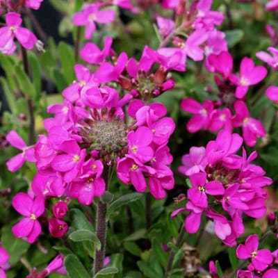 6 x Arabis Blepharophylla - Rijstebrij pot 9x9cm