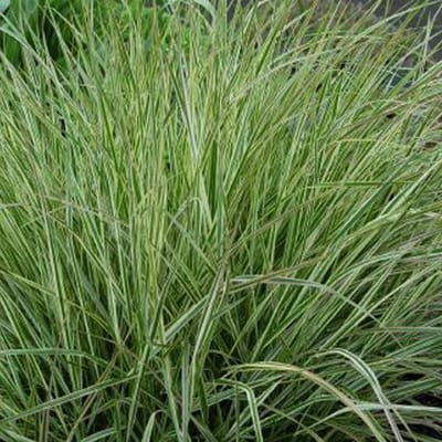 6 x Calamagrostis Acutiflora 'Overdam' - Struisriet - pot 9 x 9 cm - Een Siergras van Contrast en Pracht