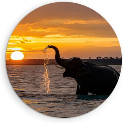 Saammp Muurcirkel Hout - Spelende Olifant in het water - Dieren - Ø 90 - Wandcirkel - Wanddecoratie Cirkel - muurdecoratie Woonkamer - Slaapkamer decoratie - Rond Schilderij
