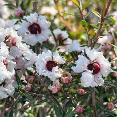 Set van 4 Manuka - Leptospermum scoparium 'Snow Flurry' - Witte bloem - 9cm pot