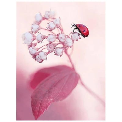 Forage complet point de croix décor à la maison diamant Coccinella fleur photo broderie peinture 20X30CM white