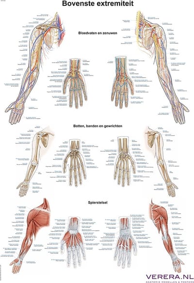 Anatomie poster schouder, elleboog, hand (Nederlands/Latijn, papier, 50x70 cm) + ophangsysteem