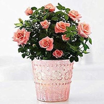 Mini Rozen - Kleine bloemen - Tuinieren Buiten - Makkelijk te kweken - 100 stuks - Gemengd