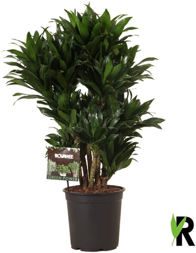 Dracaena Fragrans Compacta Vertakt 95 cm - Kamerplant - Potmaat Ø24 cm