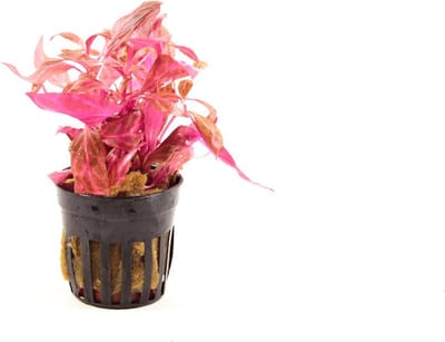 Alternanthera Cardinalis Rosanervig 6 stuks - Aquariumplant - Aqua Producten - Moerings