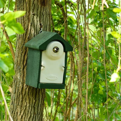 CJ Wildlife Nestkast - Aanbevolen door de Vogelbescherming Nederland - Sevilla - 32mm - Nestkastje voor o.a. Koolmees, Boomklevers & Mussen - Woodstone Vogelhuisje - FSC-gecertificeerd - Groen