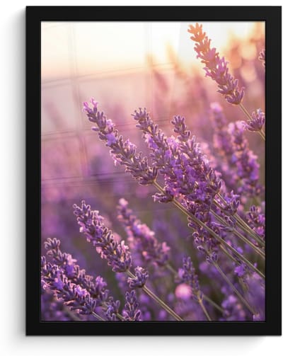 Poster in lijst - Fotolijst 30x40 cm - Posters - Lavendel - Paars - Zonlicht - Posterlijst zwart - Decoratie - Wanddecoratie woonkamer - Muurdecoratie slaapkamer