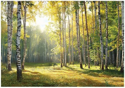 WALLARENA - Fotobehang - 150x105 cm - 3D boslandschap met bomen, natuur, groen voor slaapkamer en woonkamer