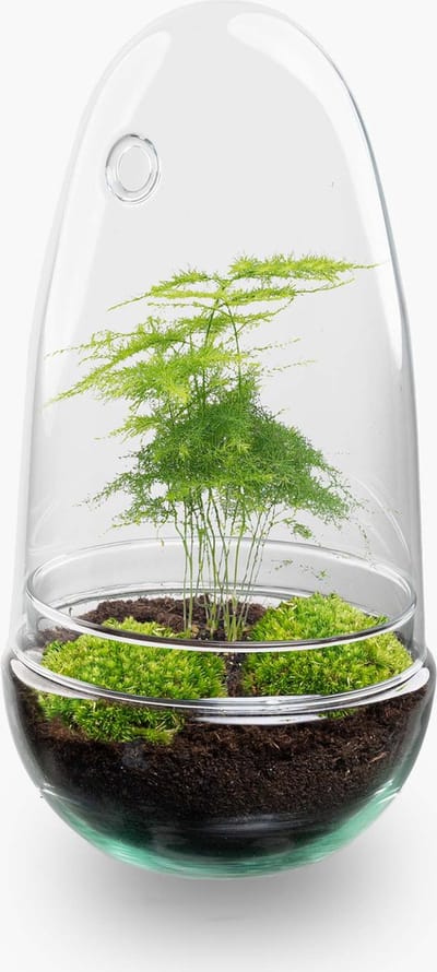 Terrarium - Egg asparagus - 25 cm - ↑ 30 cm - Ecosysteem plant - Kamerplanten - DIY planten terrarium - Mini ecosysteem