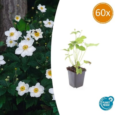 Tuinplantenshop.com | Anemone hyb. 'Honorine Jobert' | 60 stuks - Ø9cm - 10-25cm hoog - Tuinplant