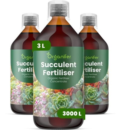 Vloeibare Meststof Voor Vetplant 3X1 L Voor 3000 L - Npk 2-1-8 - Ondersteunt Compacte - Gecontroleerde Groei Bij Vetplanten - Versterkt De Kleurintensiteit Van Het Blad En De Structurele Stevigheid - Voor Vetplanten Binnen En Buiten - Organifer